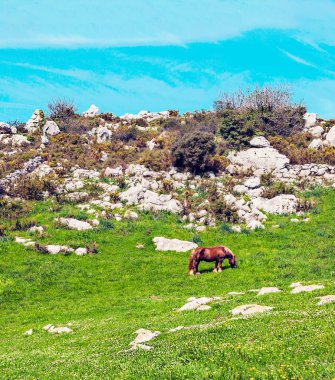 Güneşli bir günde İspanya 'nın kuzeyinde Santillana del Mar' ın çayırları