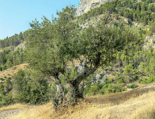 Mountains Sierra Cazorla Andalusia Sunny Day South Spain — Stock Photo, Image