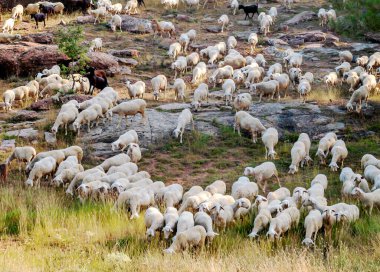 İspanya 'nın merkezindeki Teruel dağlarında koşan koyunlar.