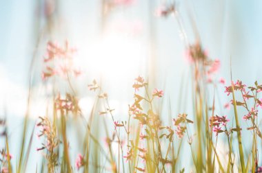 Doğadaki güzel yabani çiçekler