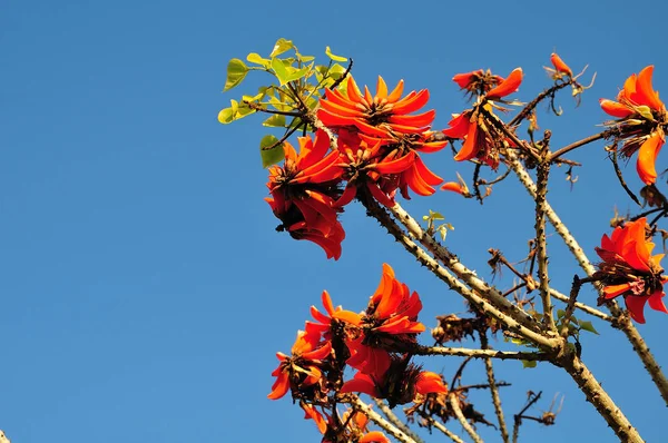 Αγκαθωτό κλαδί ερυθρίνης με κόκκινα λουλούδια — Φωτογραφία Αρχείου