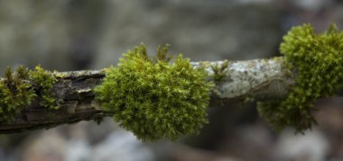 Dal üzerinde büyüyen bir yığın yosun.