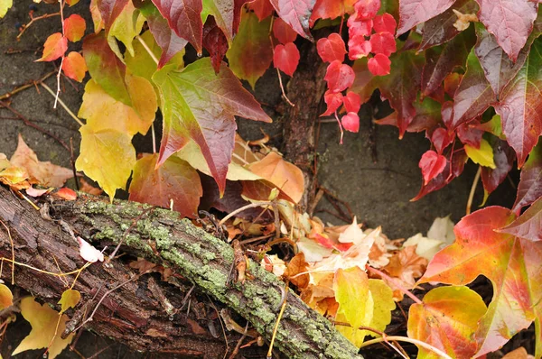 Vieille branche épaisse de vigne grimpante couverte de mousse et de lichens — Photo
