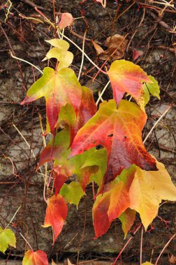 Duvarda renkli yapraklarla sarmaşığa tırmanmak