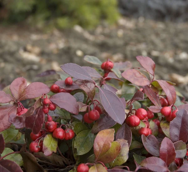 Θάμνος American wintergreen με κόκκινα μούρα — Φωτογραφία Αρχείου