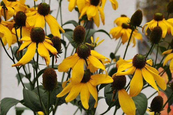 Gelb blühender, glänzender Sonnenhut im Vorgarten — Stockfoto