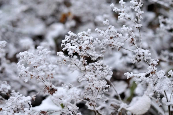 Mráz pokryl květiny alchymila vulgaris v listopadu ráno — Stock fotografie