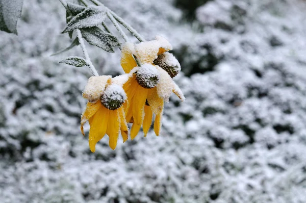 Lesklé jehličnany pokryté prvním sněhem na podzim dopoledne — Stock fotografie