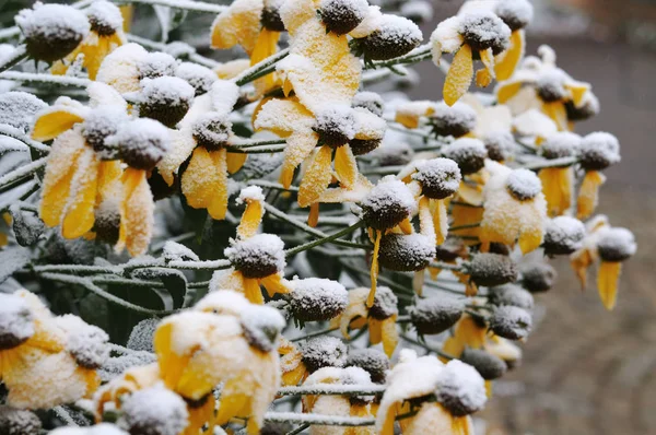 První sníh v listopadu ráno na lesklých květináčích — Stock fotografie