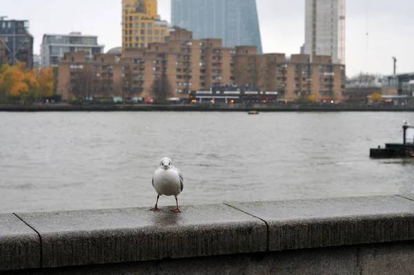 Svarthuvad mås på balustrade i London — Stockfoto