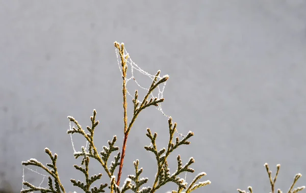 Замёрзшая гирлянда из паучьего шелка на веточках хвойной изгороди — стоковое фото