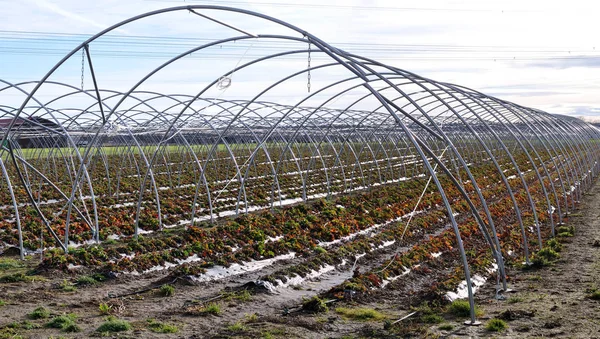 Rijen stalen bogen van een polytunnel — Stockfoto