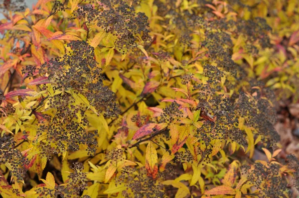 Flores secas murchas de um meadowsweet japonês — Fotografia de Stock