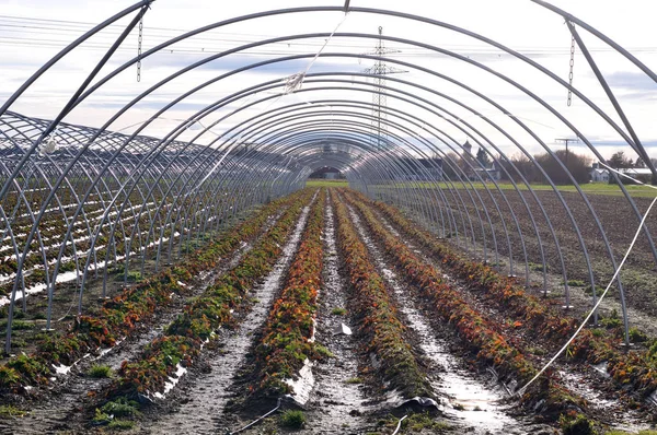 没有塑料平面的多隧道覆盖草莓植物 — 图库照片