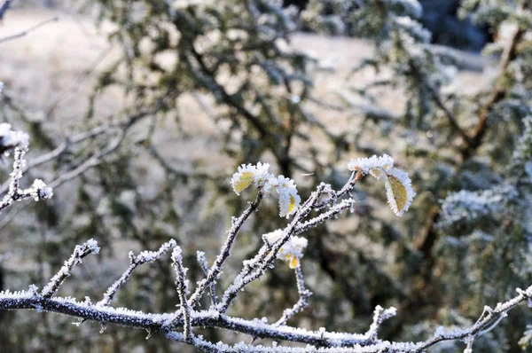 Folhas amarelas de um arbusto coberto de gelo — Fotografia de Stock
