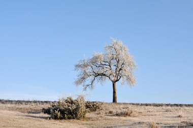 Güneşli kış sabahında tek bir elma ağacı