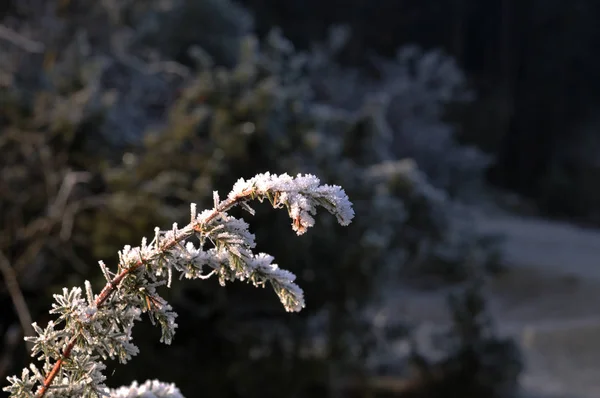 Twig of a juniper shrub covered with frost — 스톡 사진