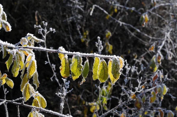 覆盖着霜冻的灌木的绿叶 — 图库照片