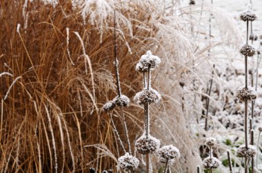 jerusalem sage and silver grass in winter garden clipart