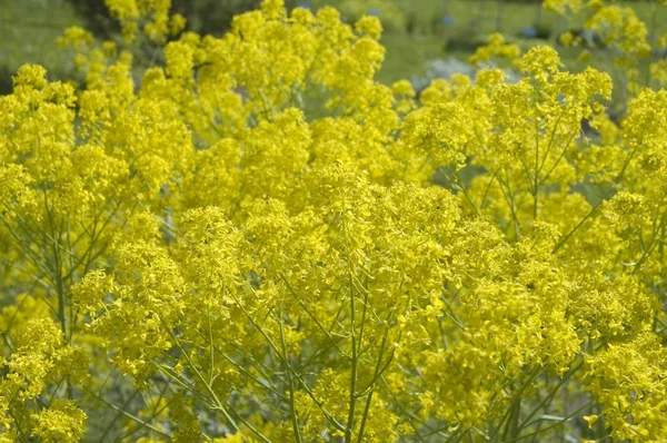 Arbusto amarillo de flores de una planta de glastum — Foto de Stock