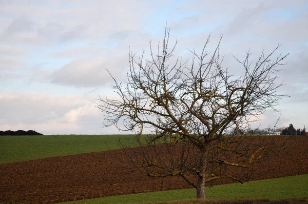 A leafless apple tree in rural landscape — 스톡 사진