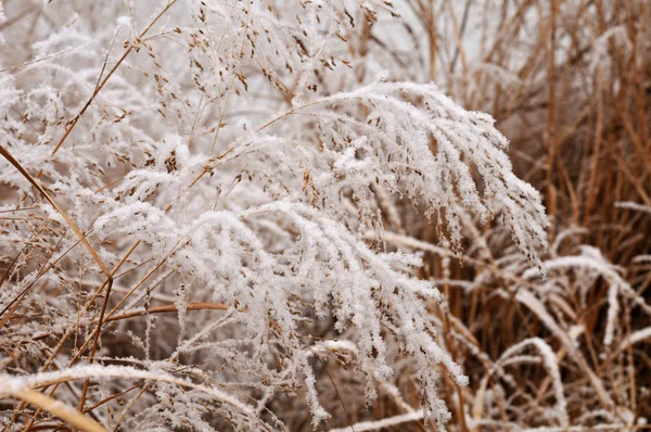Sníh na suché květy čínské stříbrné trávy — Stock fotografie