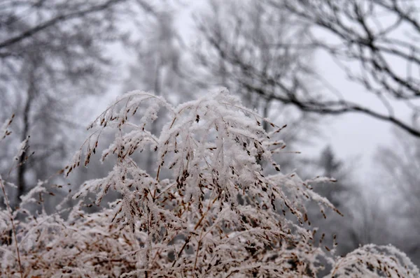 Neige sur l'herbe argentée chinoise en hiver — Photo