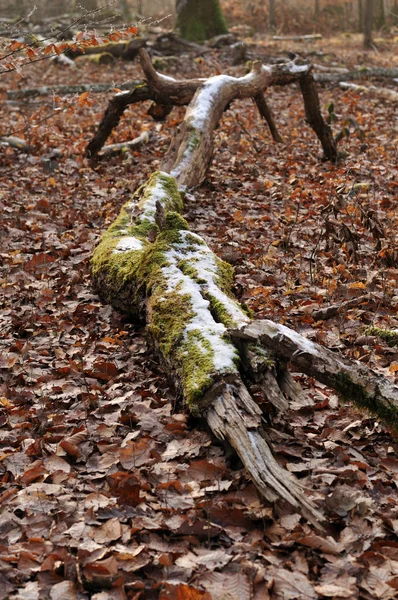 Broken branch of a beech tree on forest floor — 스톡 사진