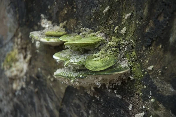 Funghi verdi della staffa che crescono su un albero morto — Foto Stock