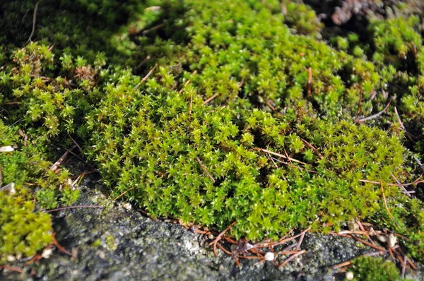 Moss growing on an old stone wall — 스톡 사진