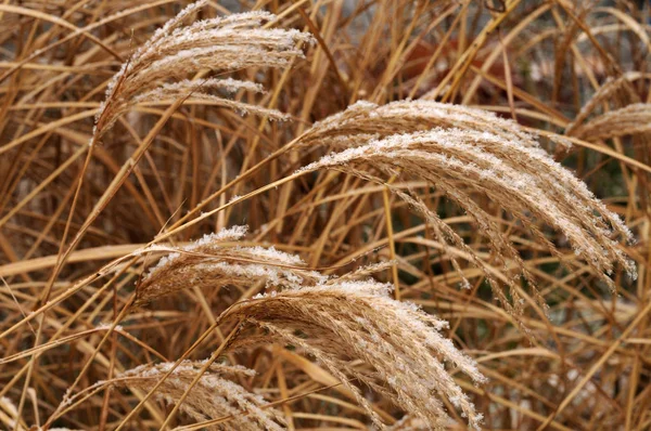 stock image snow on wilted flowers of a japanese silver grass