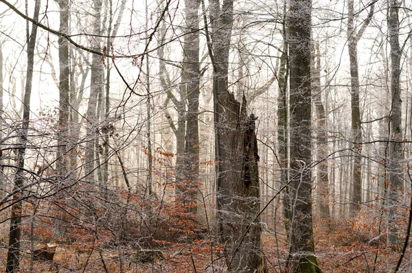 Природный буковый лес в туманный зимний день — стоковое фото