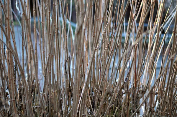 Tallos de un arbusto sin hojas en invierno — Foto de Stock