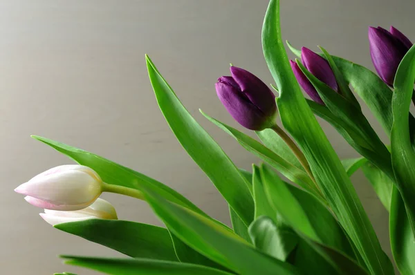 Тюльпани Білими Рожевими Пелюстками Свіжим Зеленим Листям — стокове фото