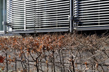 Güneşli bir kış gününde metal perdeleri olan bir binanın önündeki kayın çitlerini kesin.