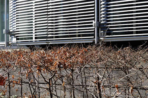 Güneşli bir kış gününde metal perdeleri olan bir binanın önündeki kayın çitlerini kesin.