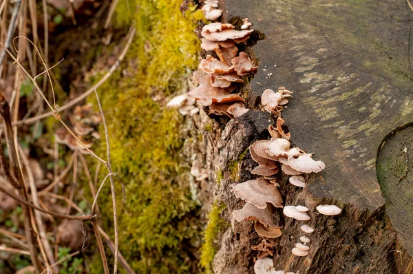 树桩枯木上生长的托架真菌和苔藓的特写 — 图库照片