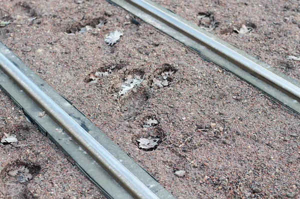Imprints Feet Smooth Soil Tramway Tracks Filled Fallen Oak Leaves — Stock Photo, Image