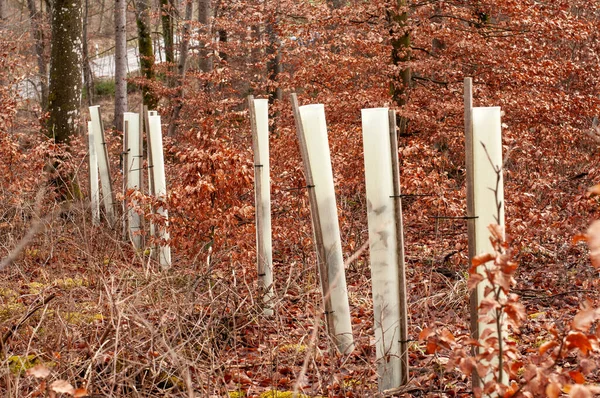 Ряд Молодых Деревьев Защищенных Пластиковыми Трубками Буковом Лесу — стоковое фото