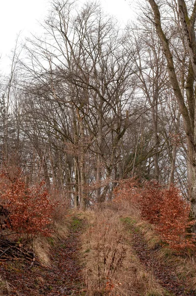 Дорога Через Горбистий Ліс Безлистяними Деревами Взимку Вирощеними Сухою Травою — стокове фото