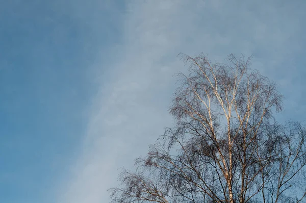 Dossel Nua Uma Árvore Vidoeiro Sol Tarde Dia Inverno Com — Fotografia de Stock