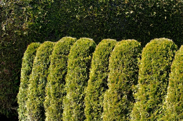 Uma Cerca Natural Arbustos Thuja Aparadas Plantadas Uma Fileira Como — Fotografia de Stock