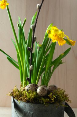 Metal bir tencerede nergislerle paskalya aranjmanı ve yosun üzerinde yumurtalar.