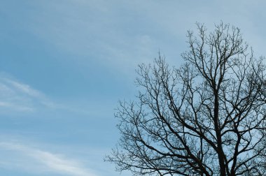 Mavi gökyüzünün önündeki meşe ağacında yapraksız dallar ve beyaz sirrus bulutları.