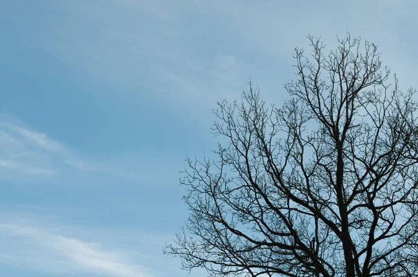 Ramas Sin Hojas Roble Frente Cielo Azul Con Nubes Cirros — Foto de Stock