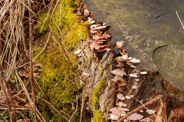 Close Rotting Tree Stump Forest Grown Bracket Fungi Moss — Stock Photo, Image
