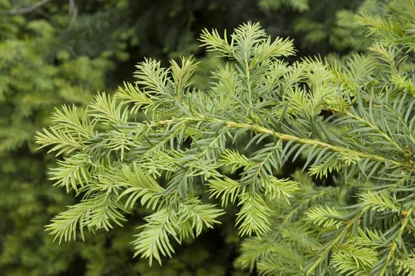 Porsuk Dalı Vergi Baklası Zehirli Bir Bitki Ilkbaharda Taze Yeşil — Stok fotoğraf