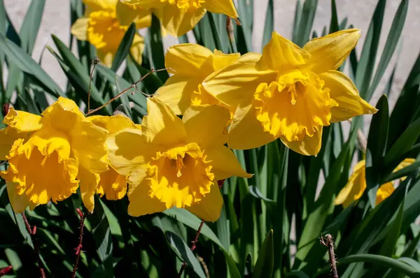 Close Narcisos Floridos Amarelos Jardim Primavera Dia Ensolarado — Fotografia de Stock