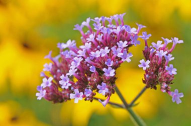 Pastel renkli küçük çiçek verbena bonariensis veya arka planda sarı çiçekli bir bahçede mor mine çiçeği