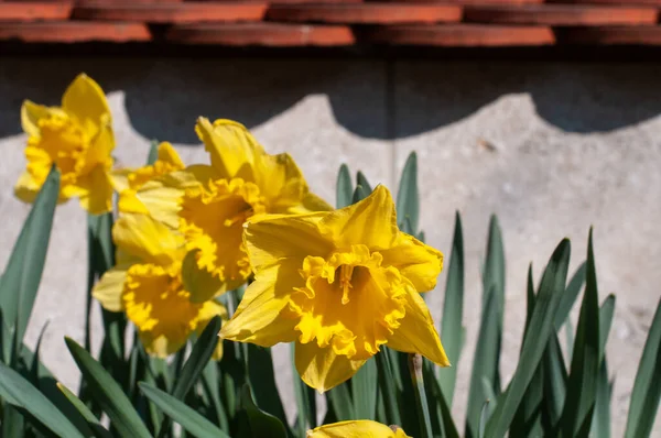 Skupina Žlutých Kvetoucích Rostlin Narcisu Trubkovitými Květy Slunečním Svitu — Stock fotografie